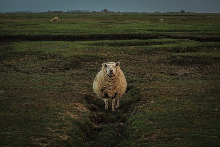 Lancashire pastoral scene